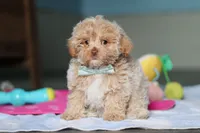 Sampson, a male Havanese and Maltese for sale in Millersburg, OH – 2 of 8