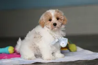 Harris, a male Havanese and Maltese for sale in Millersburg, OH – 2 of 8