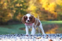 Kylie, a female Cavalier King Charles Spaniel for sale in Millersburg, OH – 5 of 10