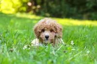 Charlie, a male Bichpoo for sale in Millersburg, OH – 4 of 9