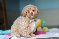 Sampson, a male Havanese and Maltese for sale in Millersburg, OH – 4 of 8