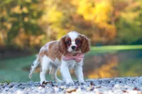 Kylie, a female Cavalier King Charles Spaniel for sale in Millersburg, OH – 3 of 10
