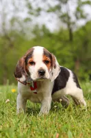 Ranger, a male Beagle for sale in Millersburg, OH – 8 of 9