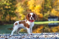 Ariella, a female Cavalier King Charles Spaniel for sale in Millersburg, OH – 3 of 8