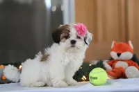 Nelly, a female Shih Tzu for sale in Millersburg, OH – Photo 2 of 7