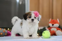 Nelly, a female Shih Tzu for sale in Millersburg, OH – Photo 5 of 7