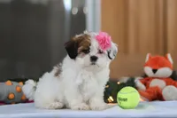 Nelly, a female Shih Tzu for sale in Millersburg, OH – Photo 3 of 7