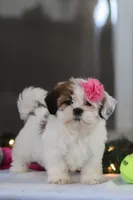 Nelly, a female Shih Tzu for sale in Millersburg, OH – Photo 6 of 7