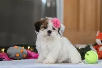 Nelly, a female Shih Tzu for sale in Millersburg, OH – Photo 4 of 7