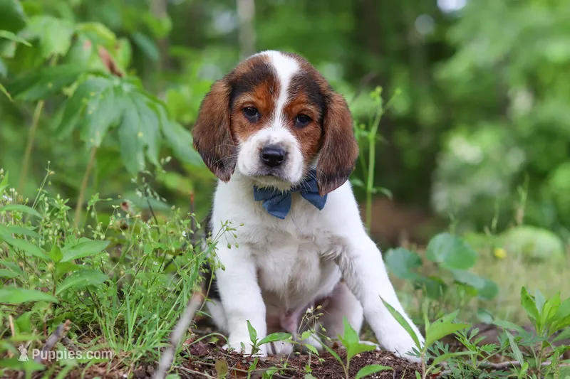 Crew – Beagle puppy for sale in Millersburg, OH