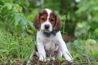 Crew, a male Beagle for sale in Millersburg, OH – 1 of 10