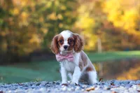 Kylie, a female Cavalier King Charles Spaniel for sale in Millersburg, OH – 4 of 10