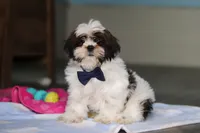 Elliot, a male Shih Tzu for sale in Millersburg, OH – 3 of 7