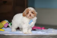 Wilbur, a male Havanese and Maltese for sale in Millersburg, OH – 5 of 8