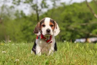 Ranger, a male Beagle for sale in Millersburg, OH – 2 of 9