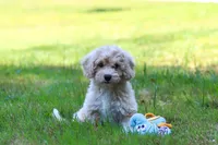 Sarah, a female Bichpoo for sale in Millersburg, OH – 7 of 8