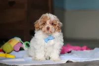 Wilbur, a male Havanese and Maltese for sale in Millersburg, OH – 3 of 8