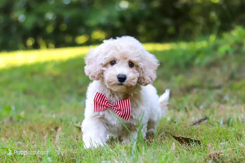 Milo – Bichpoo puppy for sale in Millersburg, OH