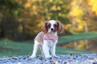 Kylie, a female Cavalier King Charles Spaniel for sale in Millersburg, OH – 8 of 10
