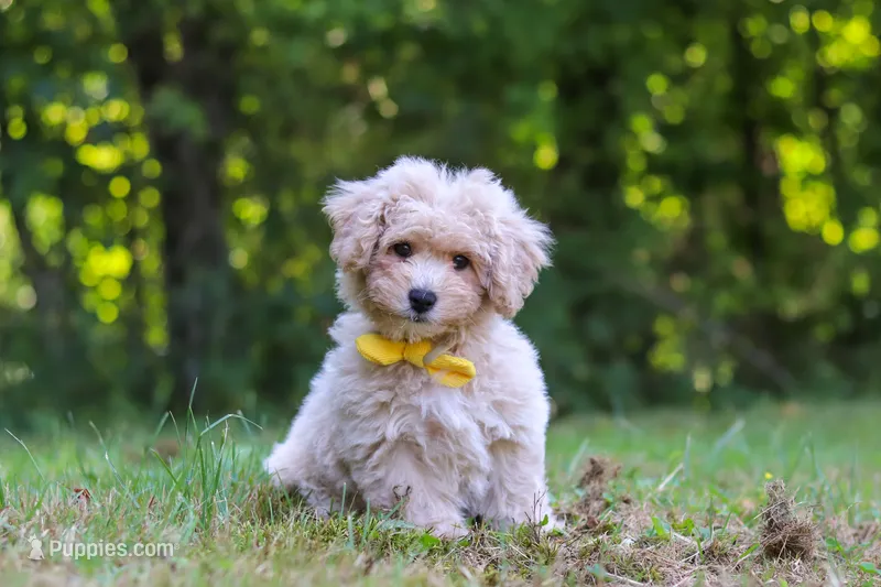 Caleb – Bichpoo puppy for sale in Millersburg, OH
