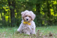 Caleb, a male Bichpoo for sale in Millersburg, OH – 1 of 8