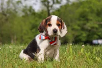 Ranger, a male Beagle for sale in Millersburg, OH – 4 of 9