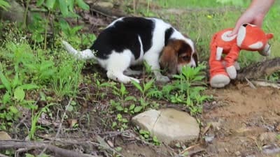 Crew, a male Beagle for sale in Millersburg, OH – 10 of 10