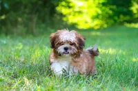 Sammy, a male Shih Tzu for sale in Millersburg, OH – 9 of 10