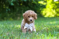 Charlie, a male Bichpoo for sale in Millersburg, OH – 7 of 9