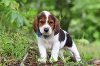 Crew, a male Beagle for sale in Millersburg, OH – 6 of 10