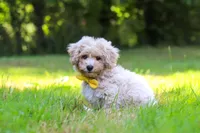 Caleb, a male Bichpoo for sale in Millersburg, OH – 2 of 8