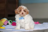 Wilbur, a male Havanese and Maltese for sale in Millersburg, OH – 2 of 8