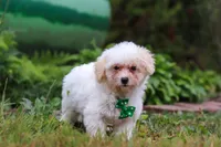 Zane, a male Shihpoo for sale in Millersburg, OH – Photo 3 of 7