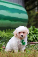 Zane, a male Shihpoo for sale in Millersburg, OH – Photo 6 of 7