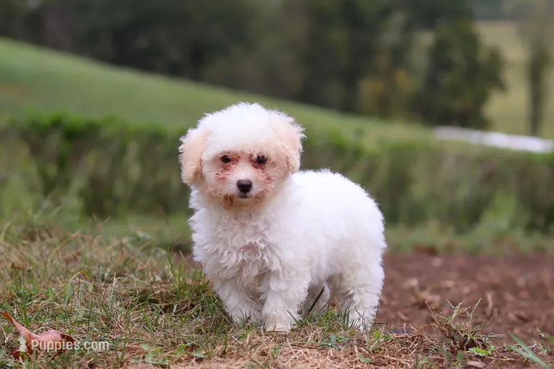 Zane, a male Shihpoo for sale in Millersburg, OH – Photo 1 of 7