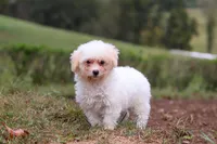 Zane, a male Shihpoo for sale in Millersburg, OH – Photo 1 of 7