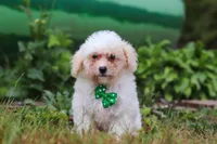 Zane, a male Shihpoo for sale in Millersburg, OH – Photo 7 of 7