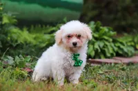 Zane, a male Shihpoo for sale in Millersburg, OH – Photo 4 of 7