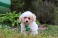Zane, a male Shihpoo for sale in Millersburg, OH – Photo 5 of 7
