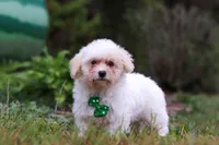 Zane, a male Shihpoo for sale in Millersburg, OH – Photo 2 of 7