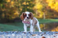 Kylie, a female Cavalier King Charles Spaniel for sale in Millersburg, OH – 7 of 10