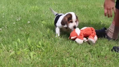 Ranger, a male Beagle for sale in Millersburg, OH – 9 of 9