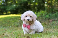 Milo, a male Bichpoo for sale in Millersburg, OH – 6 of 10