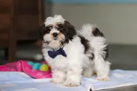 Elliot, a male Shih Tzu for sale in Millersburg, OH – 4 of 7