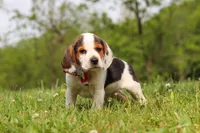 Ranger, a male Beagle for sale in Millersburg, OH – 7 of 9