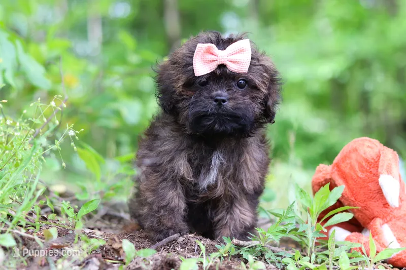 Alice, a female Shihpoo for sale in Millersburg, OH – 1 of 9