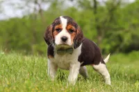 Barron, a male Beagle for sale in Millersburg, OH – 6 of 7
