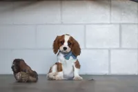 Nemo, a male Cavalier King Charles Spaniel for sale in Millersburg, OH – 2 of 5