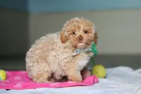Sampson, a male Havanese and Maltese for sale in Millersburg, OH – 7 of 8