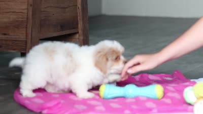 Harris, a male Havanese and Maltese for sale in Millersburg, OH – 8 of 8
